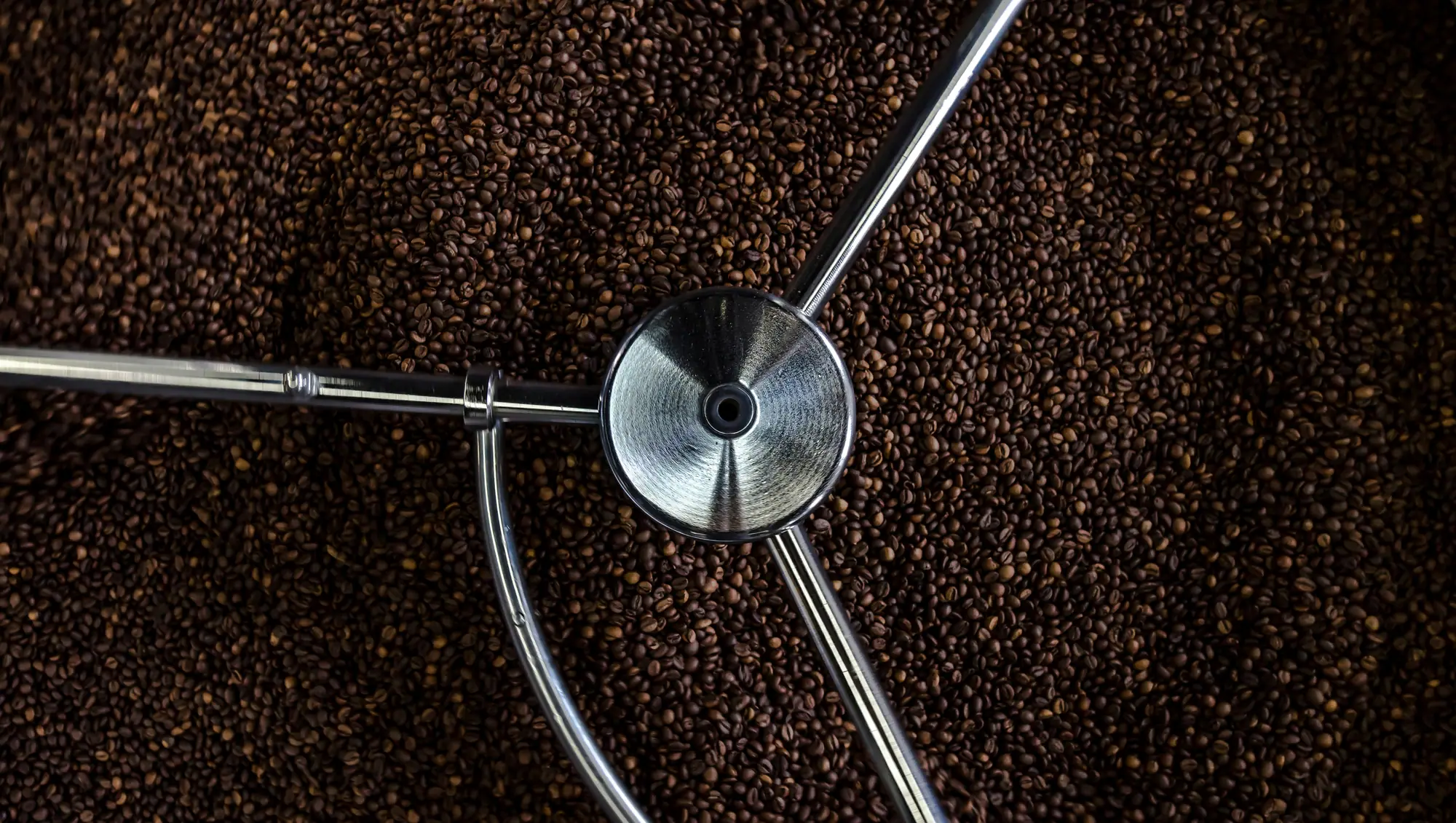 Blick von oben auf das Kühlsieb eines Kaffeerösters voller frischer Bohnen